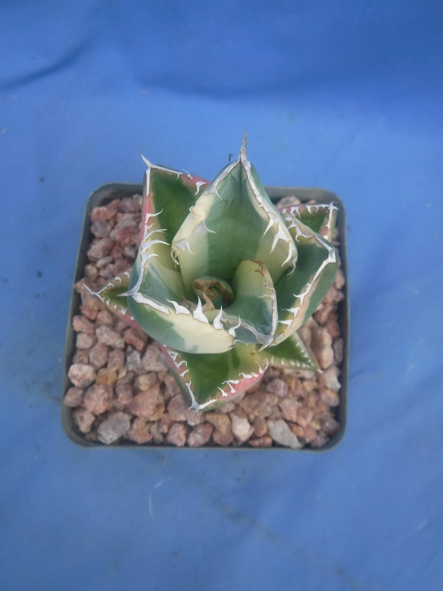 Agave Snaggle Tooth Beautiful Variegated Starter Plant! 2" to 3" Wide! Shipped Bare Root! No Pot or Soil!