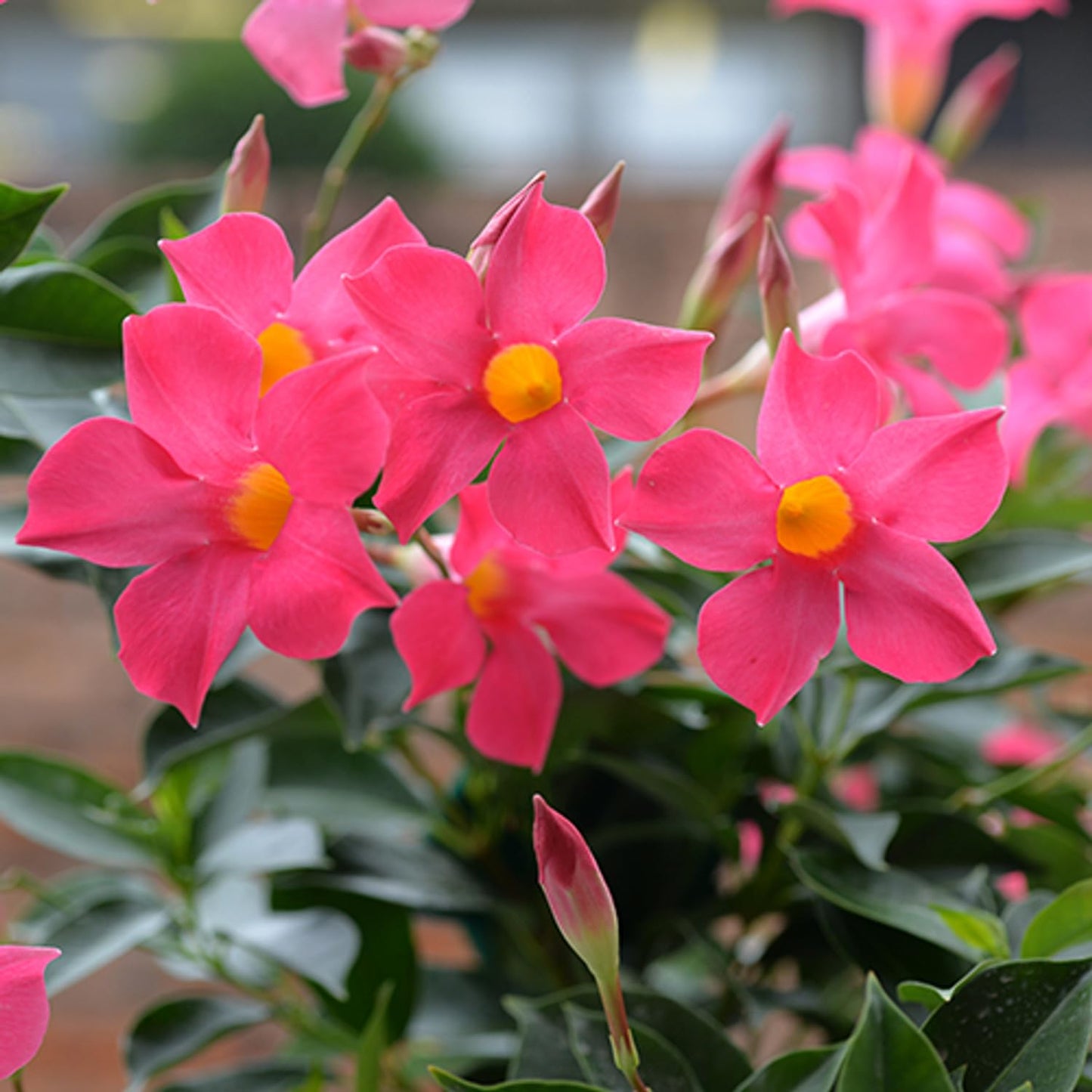Mandevilla Pink Fury Live Plants (5-9") - Pack of 2 (Two) - Hot Pink Rocktrumpet Vine - Heat Tolerant Tropical Climber - Fast Growing Patio Container Garden - Hummingbird Magnet