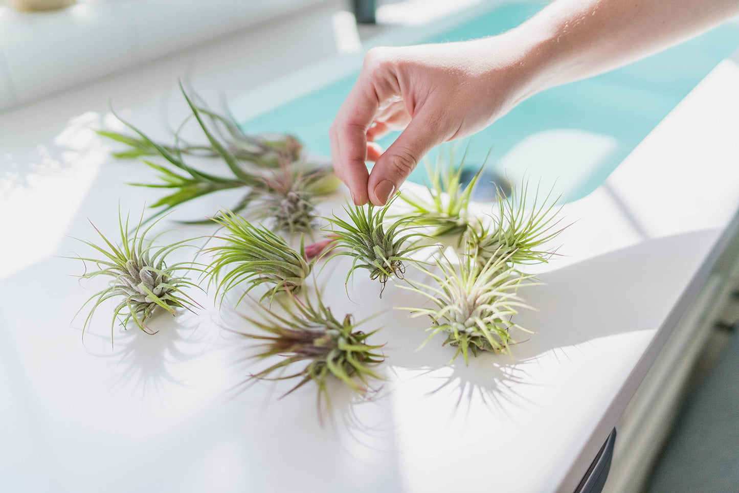 Air Plant Shop Large Assembled Air Plant Bowl Garden - Wholesale and Bulk - Succulents - Live Tillandsia - Easy Care Indoor and Outdoor House Plants (1 Xerographica and 2 Large Air Plants)
