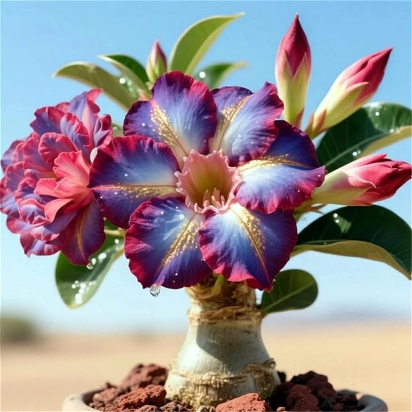 Bgdrbiyu Desert Rose for Planting - Magical Hardy Balcony Rare Species Ornamental Value - 2 Bulbs ZZ (V)
