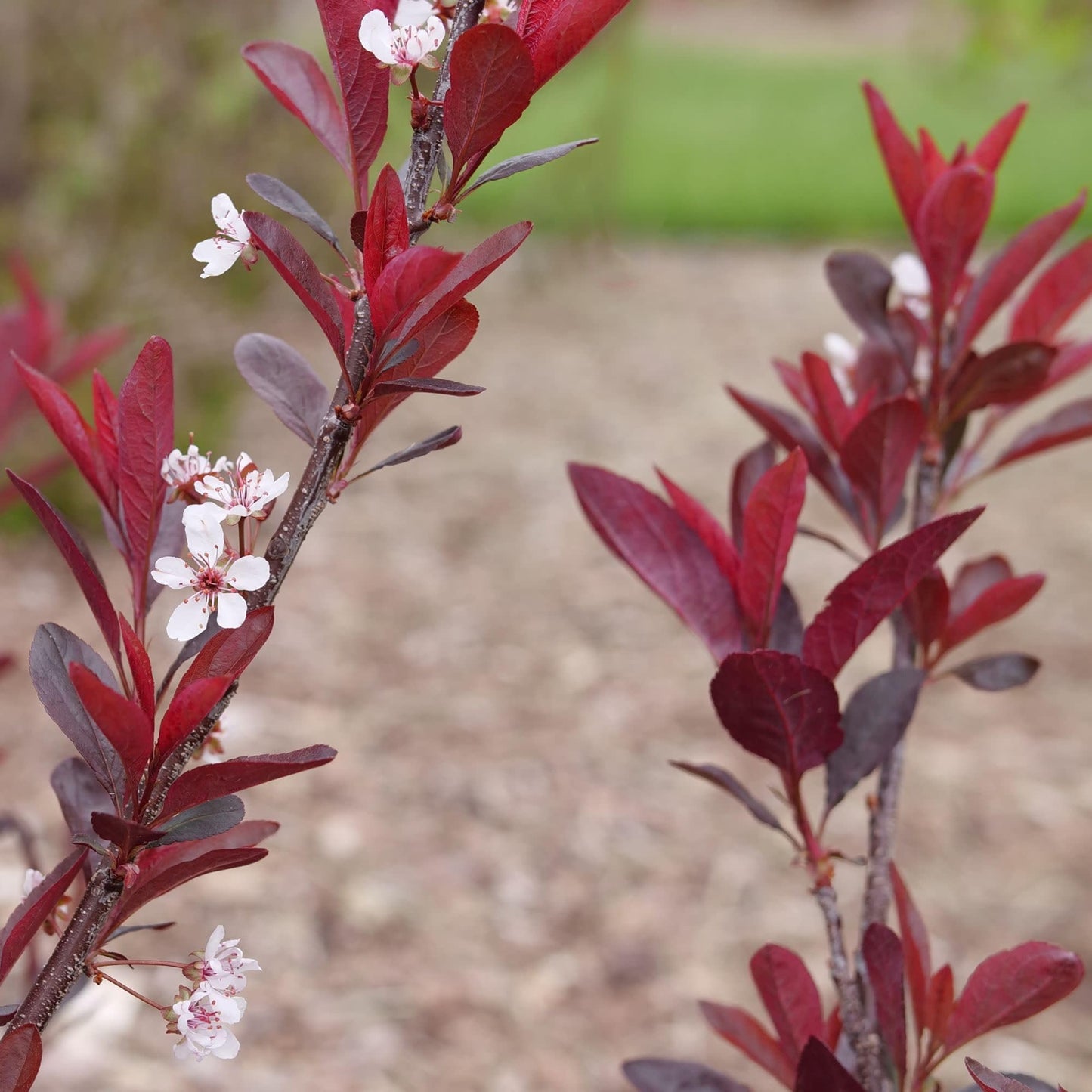 Proven Winners Stay Classy Purple Leaf Sand Cherry (Prunus x cistena) Live Plant, 4.5" Qt