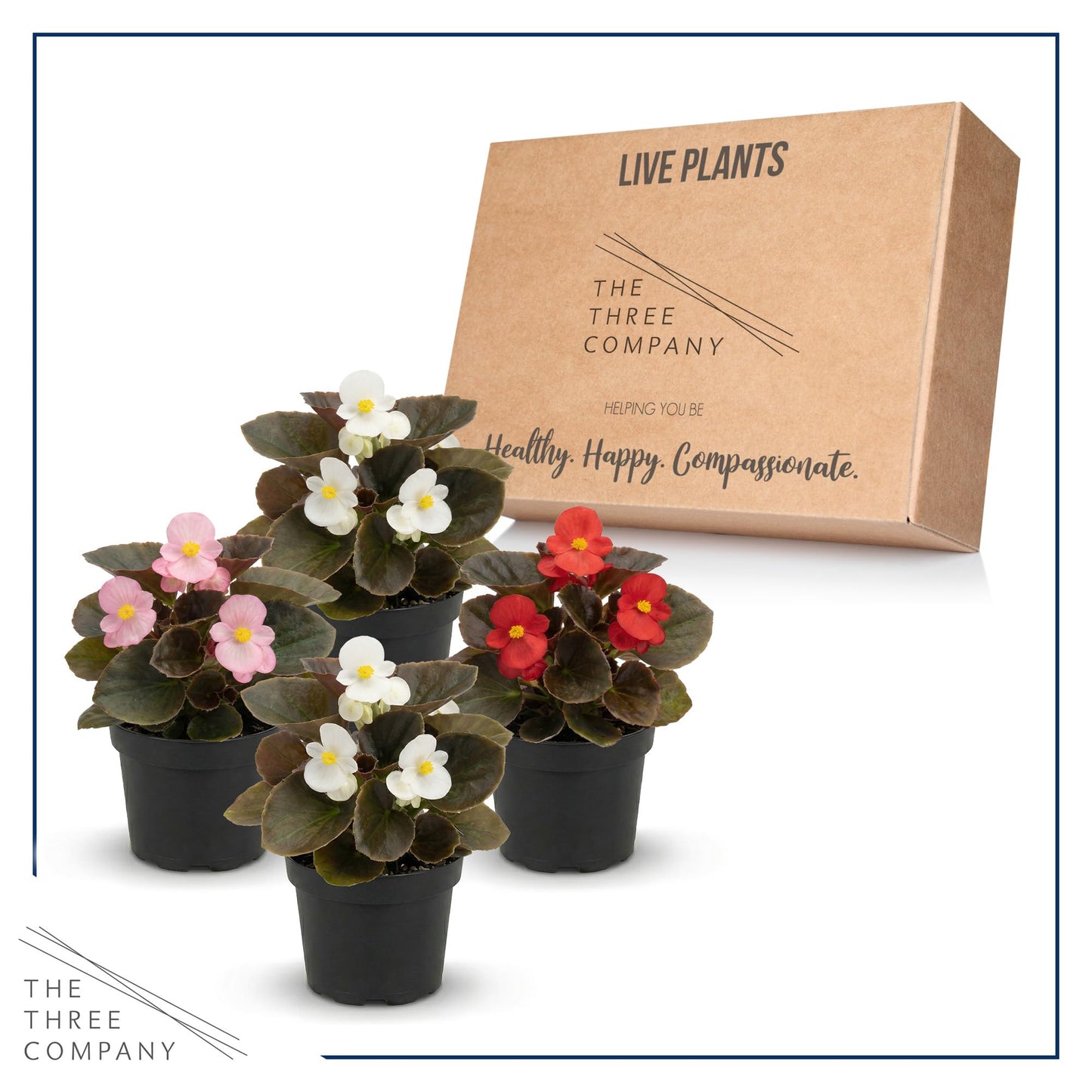Live Begonia - Dark Leaf Assorted (4 Per Pack), Beautiful Shade Annual, Ships 8" Tall by 4" Wide in 1 Pt Pot