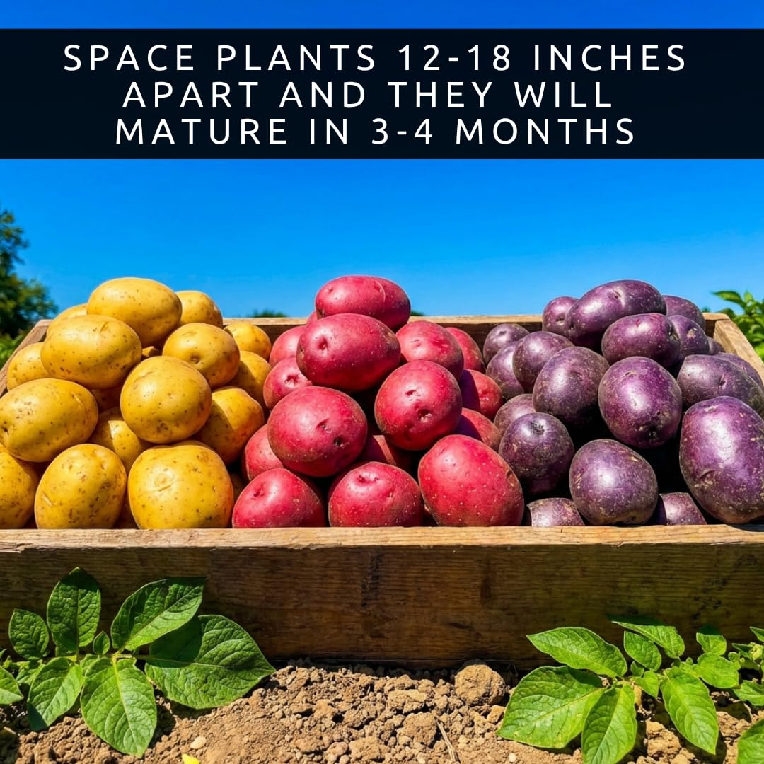 Seed Potatos Grow Pack - 3 Types, Yukon Gold, Red Pontiac, Purple Majesty - Pick the Weight You Want- Get All 3 Types (6 Pounds - 2 Pounds of Each Type) Easy to Grow, Great Flavor