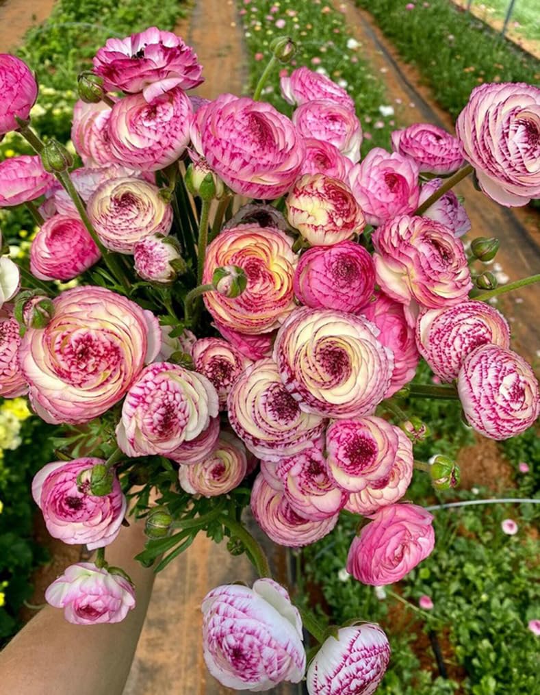 10pcs Pink Ranunculus Mix Bulbs Full Sun to Partial Shade Best Flower for Cutting Flower Bulbs