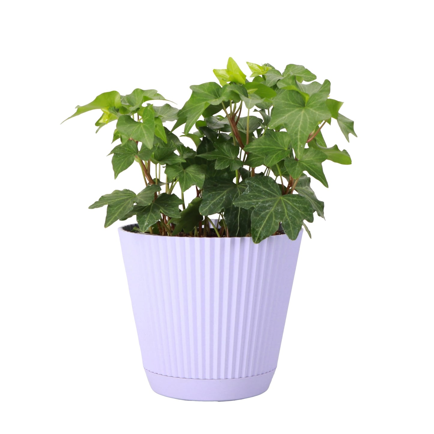 Thorsen's Greenhouse Live Green English Ivy Plant, Hedera Helix, Natural Air Purifier, Easy to Grow, Live Indoor Houseplant, 4" Diameter Pot (Lavender)