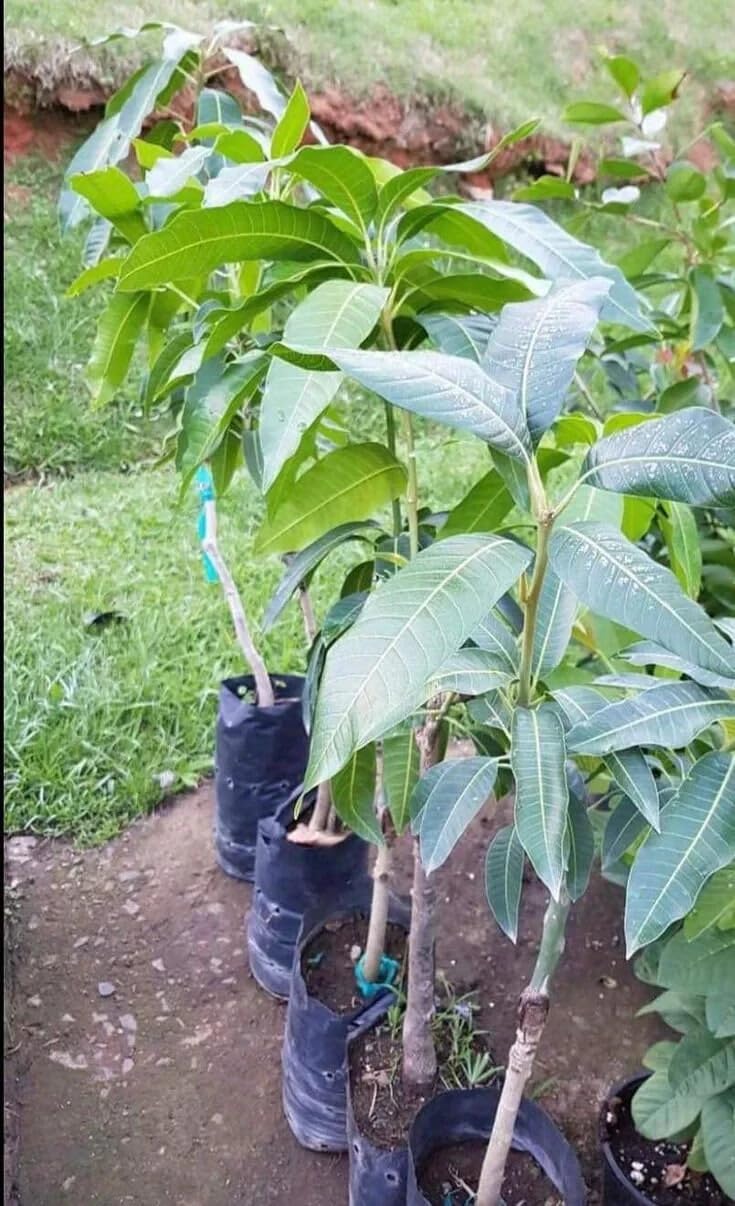 Live Plant - Grafted Mango Tommy Atkins 2-3 ft