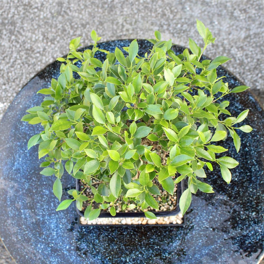 Brussel's Bonsai - Live Golden Gate Ficus Bonsai Tree with Ceramic Bonsai Pot & Humidity Tray, Indoor Bonsai Plant, 4 Years Old, 5-8 Inches Tall, Easy Care Houseplant for Home or Office (Small, Green)