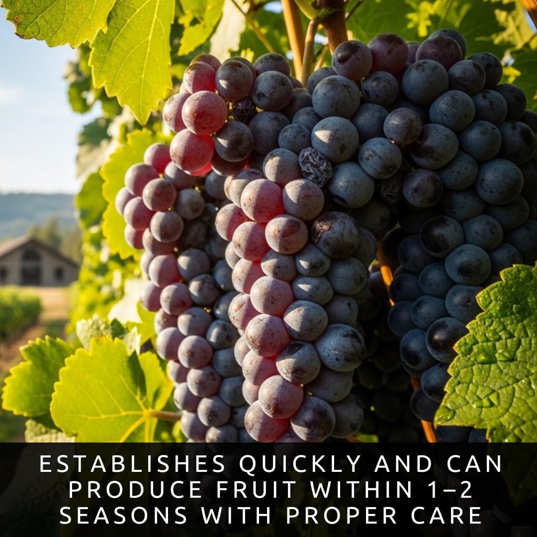 Concord Grape Vine Plants – Cold Hardy Purple Grapes for Home Gardens – Sweet Grapes for Fresh Eating, Juice & Jellylants for Growing - (3 Plants)