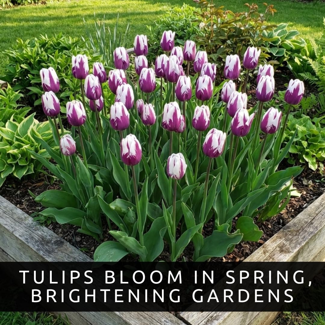 Purple and White Tulip Bulbs for Planting - Purple Flaming Flag Tulips, Perennial Blooms for Landscape Garden or Container Growing (25 Bulbs)