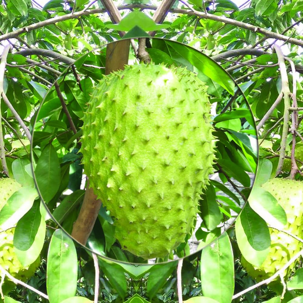 Ready to Bear Fruit Soursop Tree Live Plant in 1 Gallon Pot, 2-3 Years Old, 2-3 Feet Sweet Annona Muricata Guanabana for Outdoor Planting, No CA, Soursop Trees Grafted Tropical Fruit