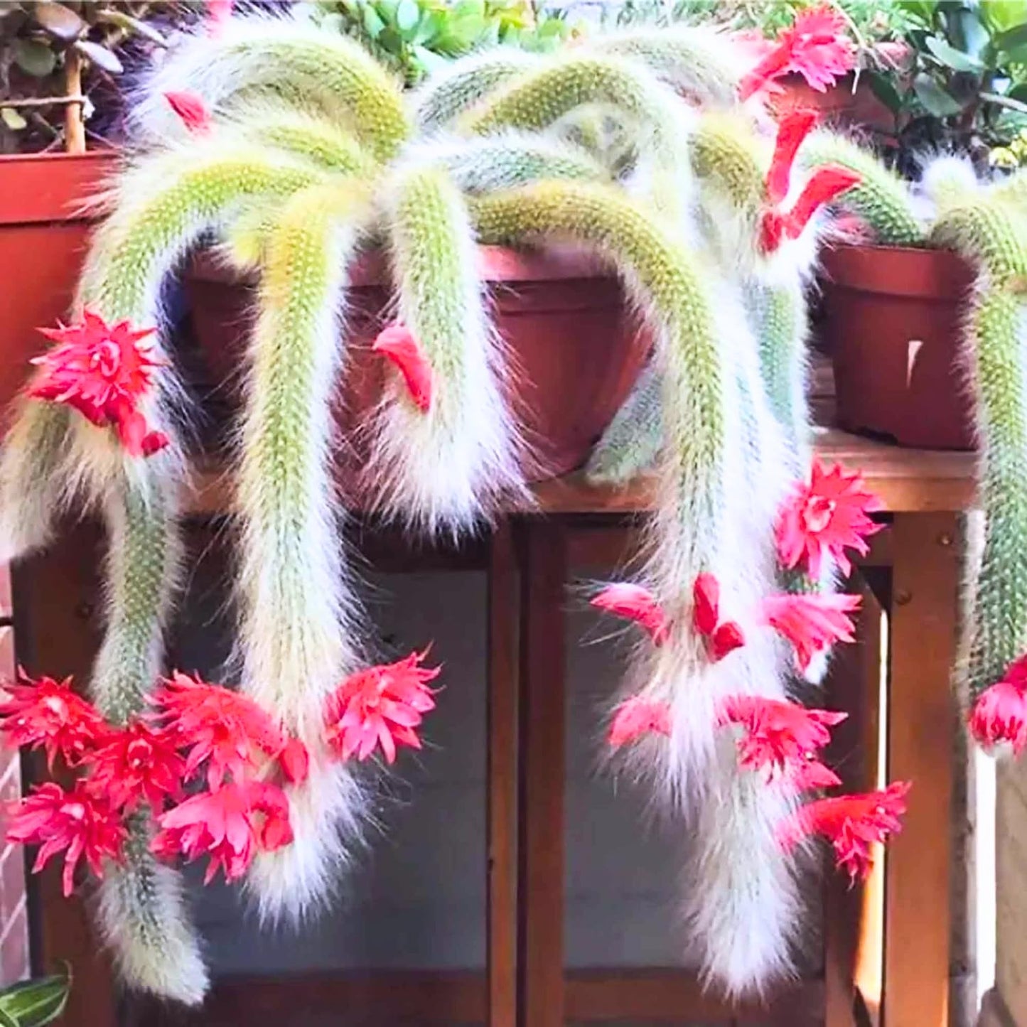 Monkey Tail Cactus Live Plant, Rare Trailing Cactus Indoor Houseplant 3-6 Inch Tall, Hanging Basket, Container Growing