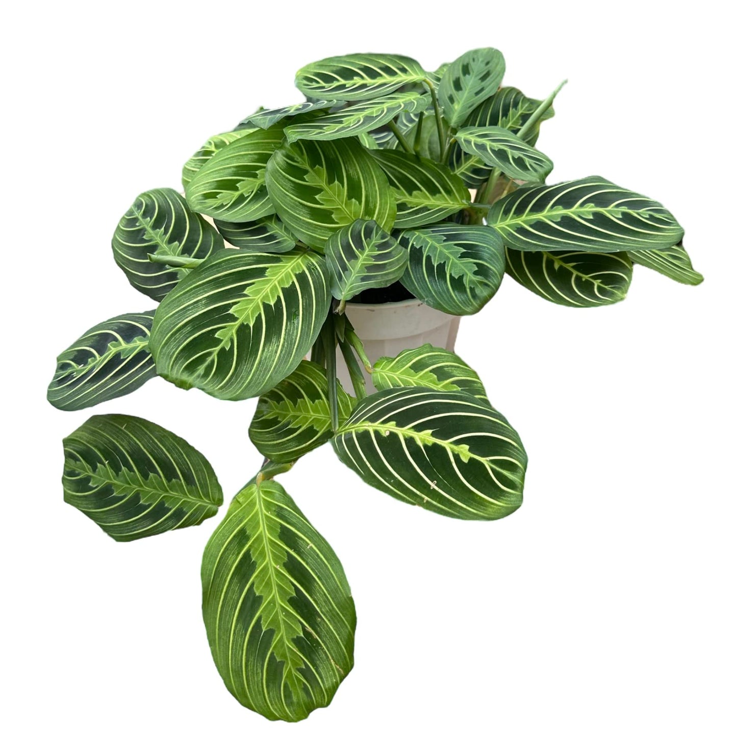 Live Plant, Lemon Lime Maranta Prayer Plant, Pet Friendly, Air Purifying Plant, Easy Care, Easy to Grow Live Indoor Plant, Houseplant, Rare Indoor Plant, Home Décor 4 inch Pot by Hopewind Plants Shop
