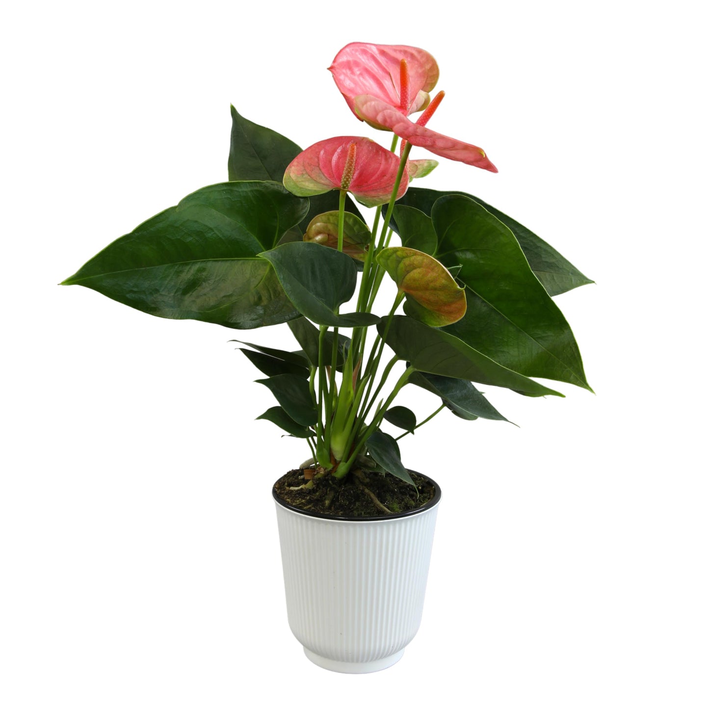 Pink Anthurium Live Plant Decor (Approx. 13-16" Tall), Real Flowers/House Plants in 4" White Plant Pot, Floral Office Plants, Air Purifying Plants & Cool Gifts for Plant Lovers by Plants for Pets