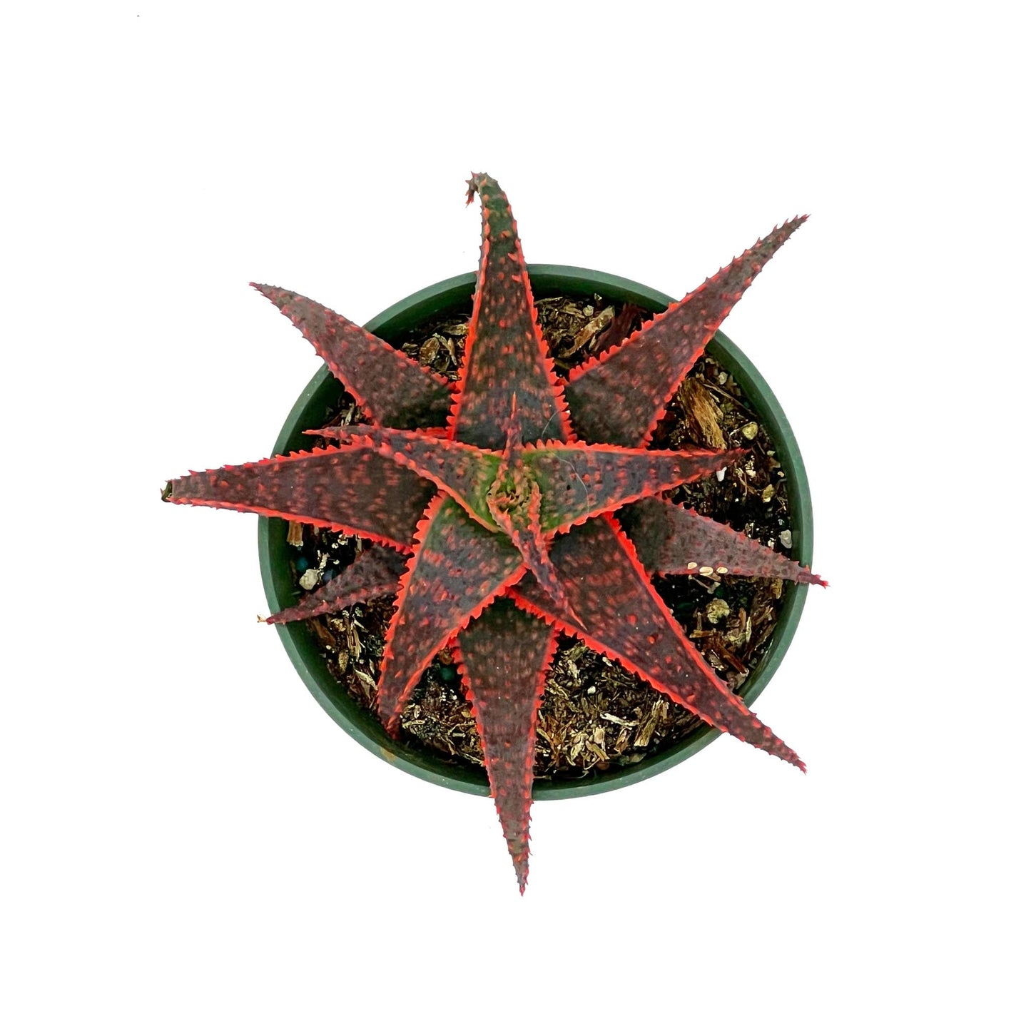 ragnaroc Live Succulents – Aloe Christmas Carol in 4” Pot - 1ct - Live Arrival Guaranteed - Potted Succulents, House Plants for Home Decor & Gift