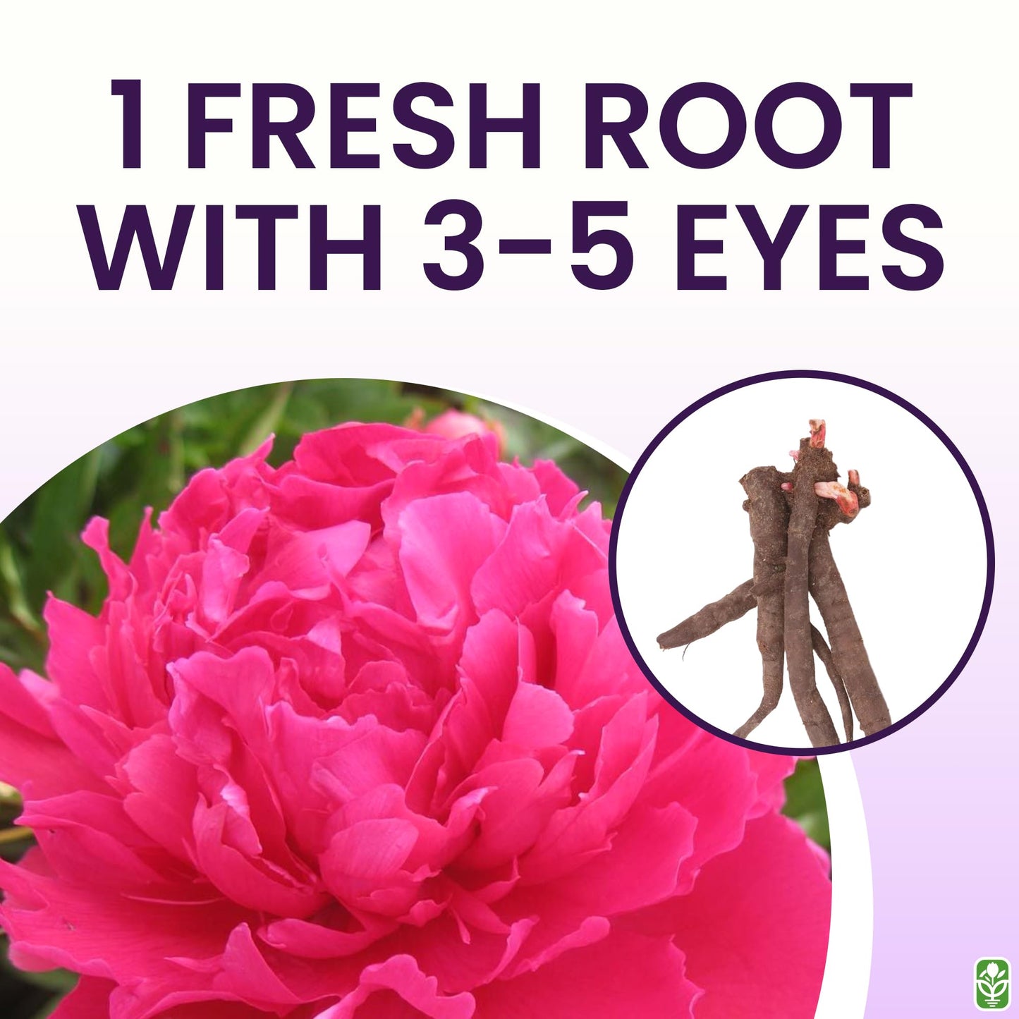 Peony Bare Root with 3-5 Eyes – Felix Supreme Peonies for Outdoor Planting – A Better Alternative to Bulbs and Seeds