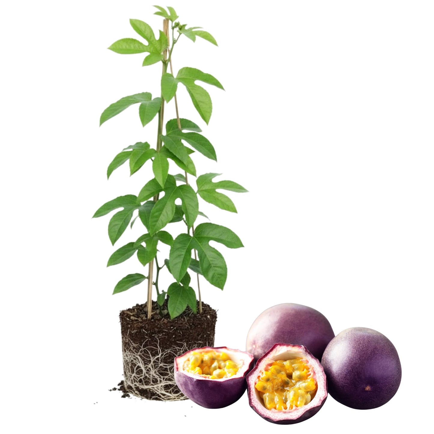 Purple Passion Fruit Plant Live, 5 to 8 inch Tall Passiflora Passion Fruit Plant for Outdoors Garden, Perennial Fruits Climbing Vine Starter Plants Without Pot
