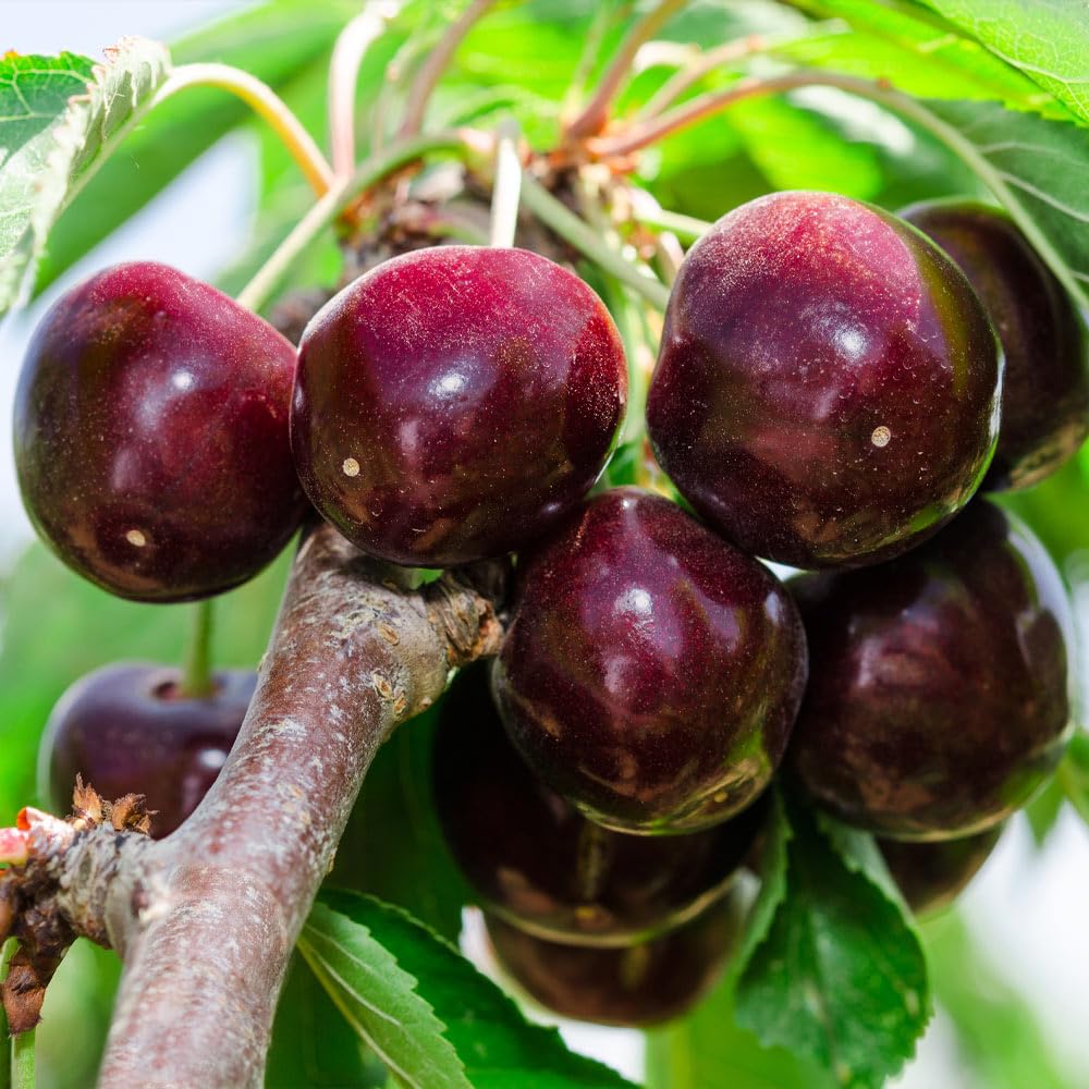 Brighter Blooms - Bing Cherry Tree, 4-5 ft. - No Shipping to AK, AZ, CA, CO, HI, ID, OR, WA