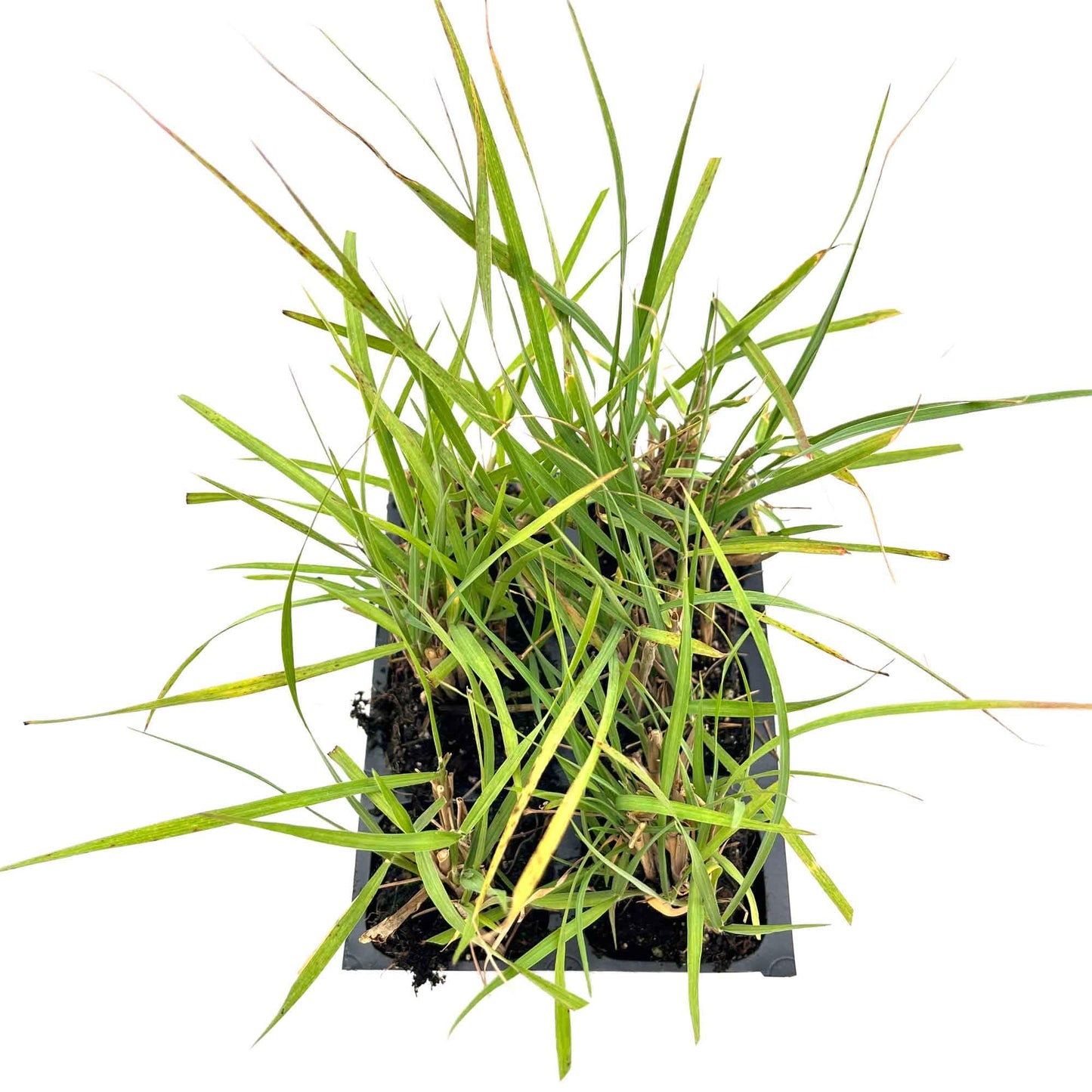 6 Fairy Tails Fountain Grass – Evergreen Ornamental Grass with Pink-White Plumes for Borders & Pots (Pennisetum ‘Fairy Tails’) in 2.5” Cubes, Live Plants
