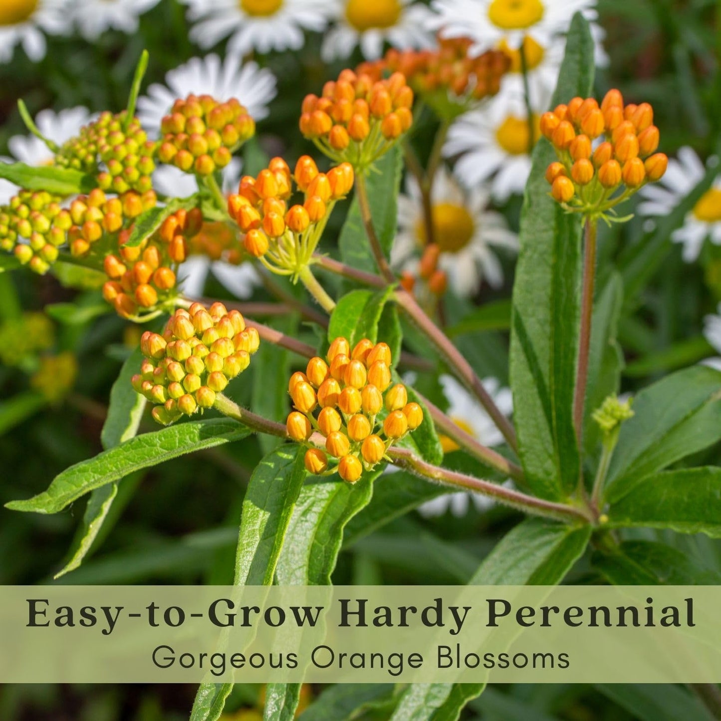 Clovers Garden Asclepias Tuberosa (Butterfly Milkweed) Plants – Two (2) Live Plants – Non-GMO - Not Seeds - Each 4" to 8" Tall – in 4" Inch Pots – Monarch Favorite, Super Hardy