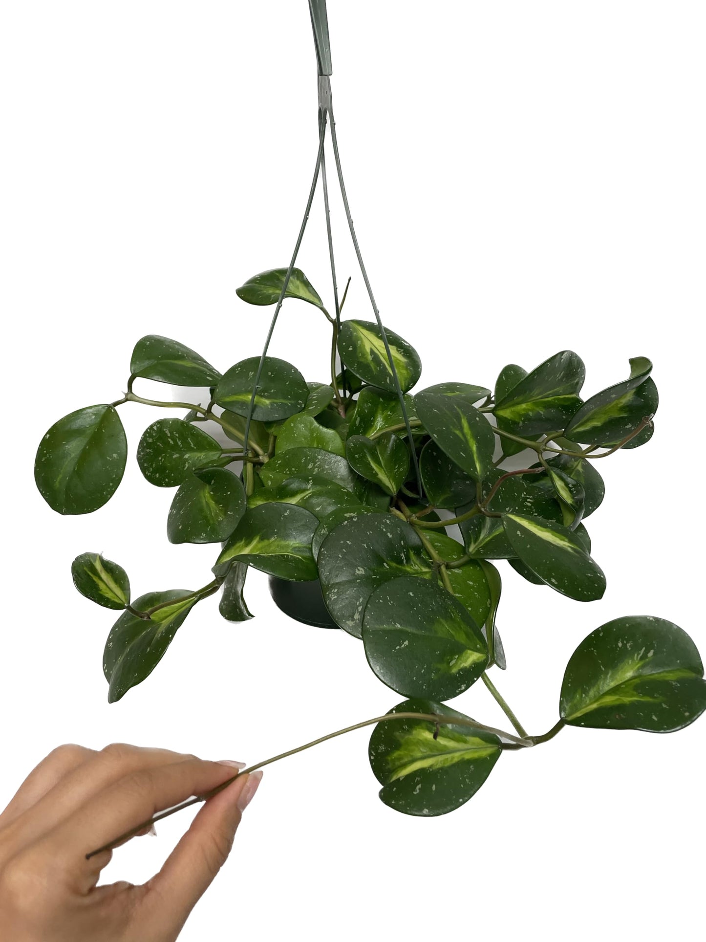 Variegated Hoya Obovata Spalsh Available in 2" Pot, 4" Pot, and 6" Hanging Pot - Hoya Live Plants Live Houseplants - California Seller (4" Pot, 2 Plants(stem))