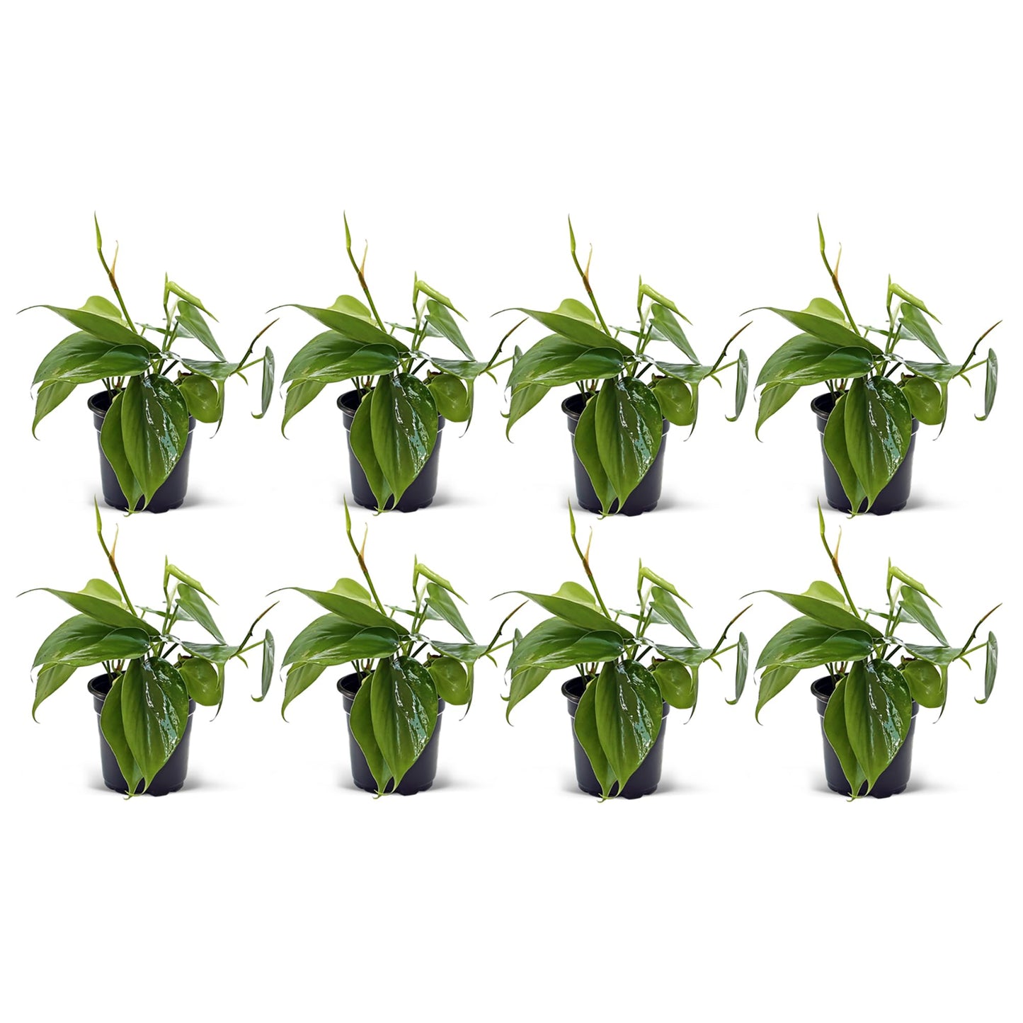 8 Pack Live Heartleaf Green Philodendron, Philodendron Hederaceum, Potted Houseplant, Gardening Gift, Birthday Gift, Sympathy Gift, Plant Lover Gift in 4" Pot