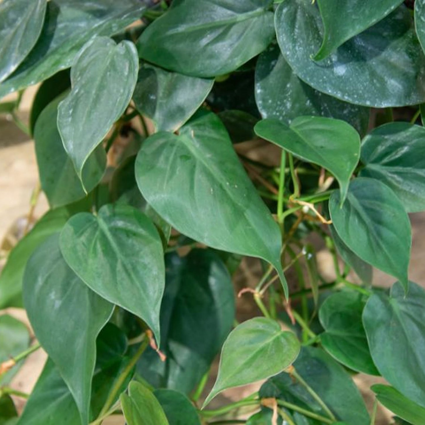 Wekiva Foliage Sweetheart Philodendron Hanging Basket - Live Plant in an 8 Inch Hanging Basket - Philodendron Cordatum - Rare and Elegant Indoor Houseplant