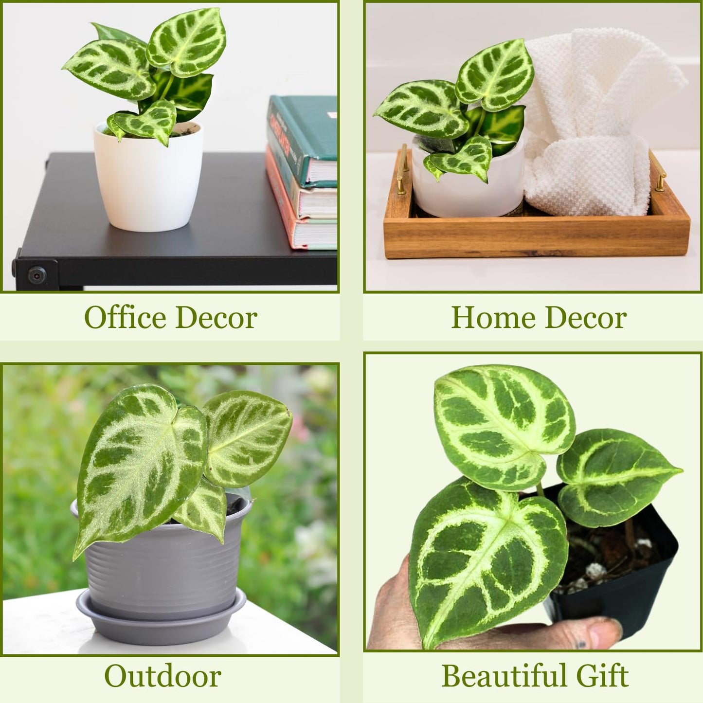Anthurium Live Plant with 2" Planter - Anthurium Silver Blush - Easy to Care and Grow Air Purifying Indoor House Plants - Flowers for Home Office Wedding Decor & Giftable (Heat Pack Included)