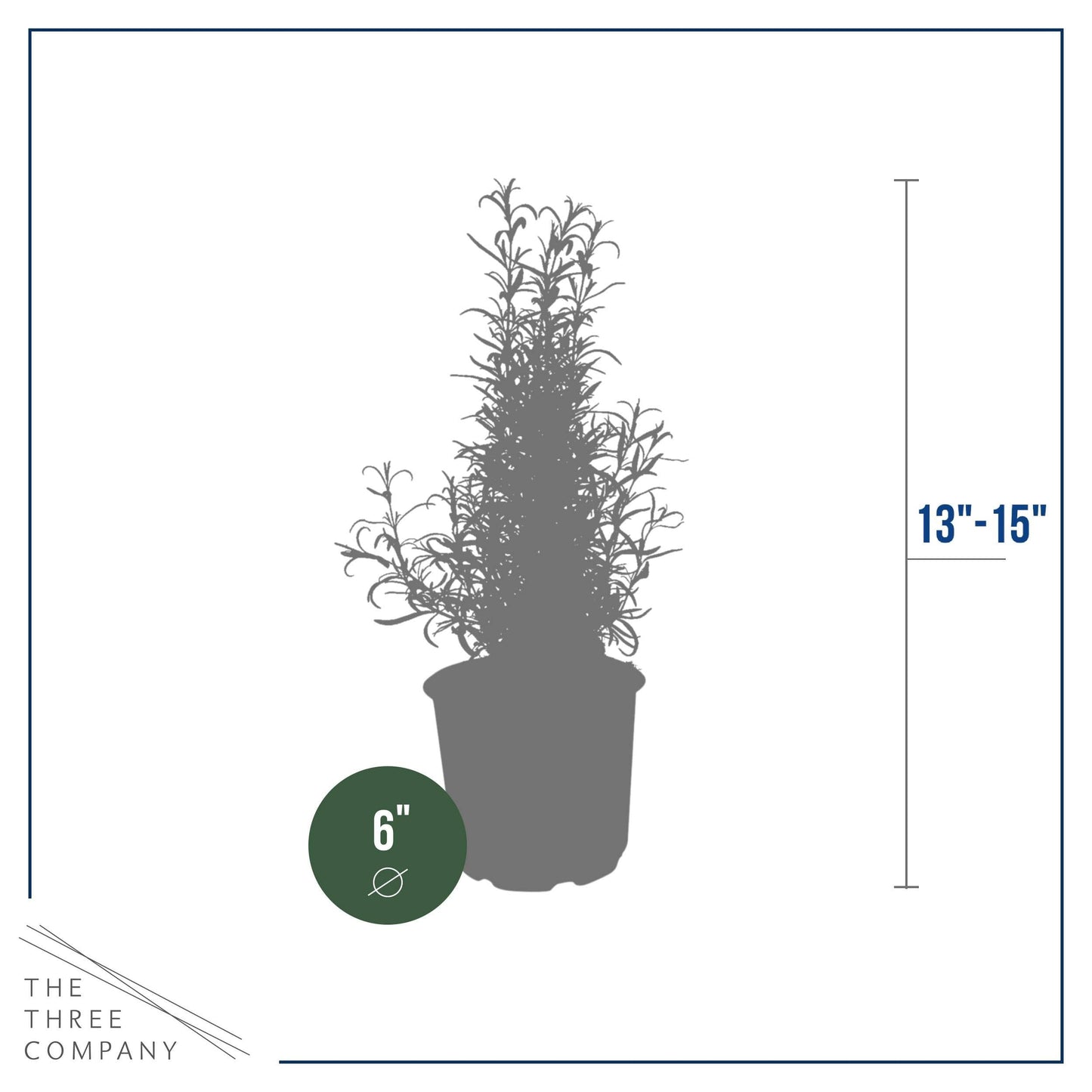 Live Aromatic and Healthy Herb - Rosemary, Improves Breathing, Wrapped in Deco Cover, 14" Tall by 6" Wide in 1.25 Quart Pot