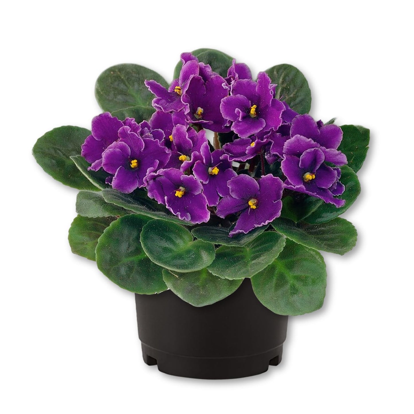 African Violet Plant - 1 Live Plant in a 4 Inch Growers Pot - Streptocarpus Ionanthus - Growers Choice - Velvety Textured Colorful Compact Flowering Houseplant