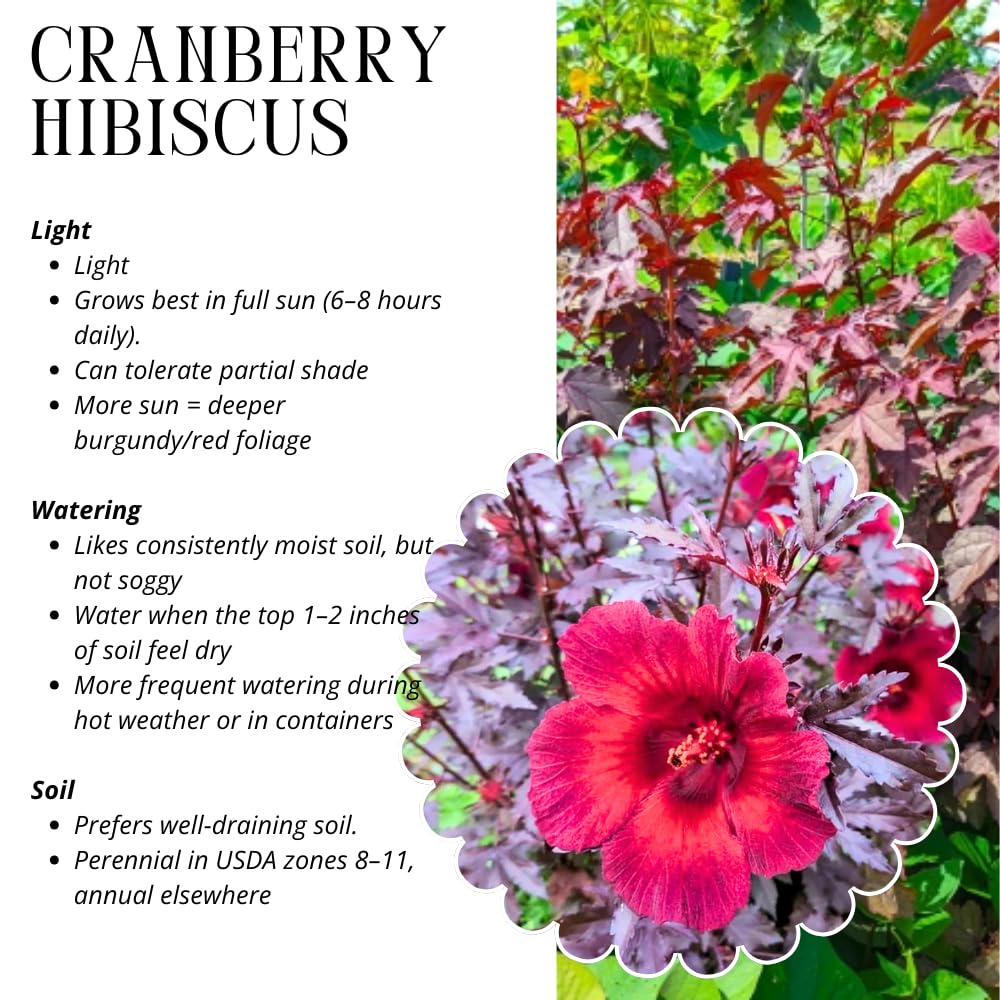 2 Cranberry Hibiscus Plants Live, 4-7 Inches Tall, Edible Foliage Plant, Red Burgundy Hibiscus Flowers