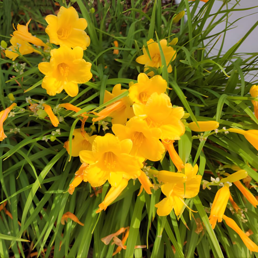 25 Stella de Oro Daylily Plants Live Bare Root Fans, Low Maintenance, Hardy Perennial Flowers, Ideal for Border Gardens, Beds & Outdoor Landscaping