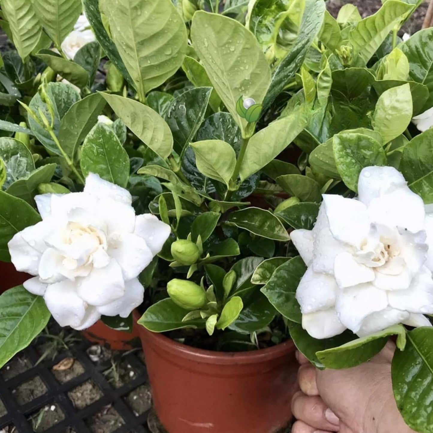 3 Cape Jasmine Plants Live, Live Frost Proof Jasmine Plants, Gardenia Jasmine Live Plants, 4 to 6 Inc Long