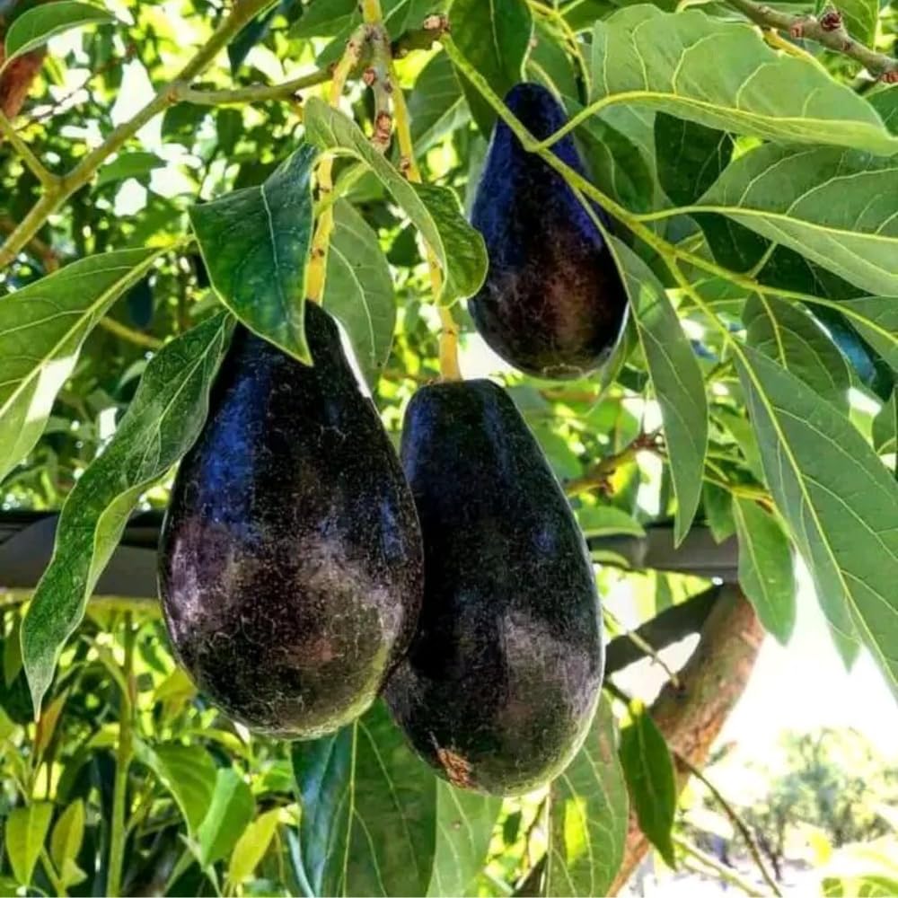 Dwarf Avocado Plant Live, Avocado Fruit Tree in 3 Gallon Pot, Cold Hardy Avocado Plant for Container or Garden, 1-2 Feet Tall, No Ship to CA