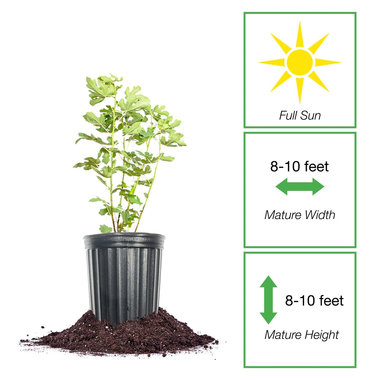 Perfect Plants Italian Honey Fig Tree in 1 Gallon Pot | Live Fruit Bearing Ficus carica | Self-Pollinating | 2 Harvests Per Year | Grows in Zones 7-10 Outdoor / 3-11 Patio