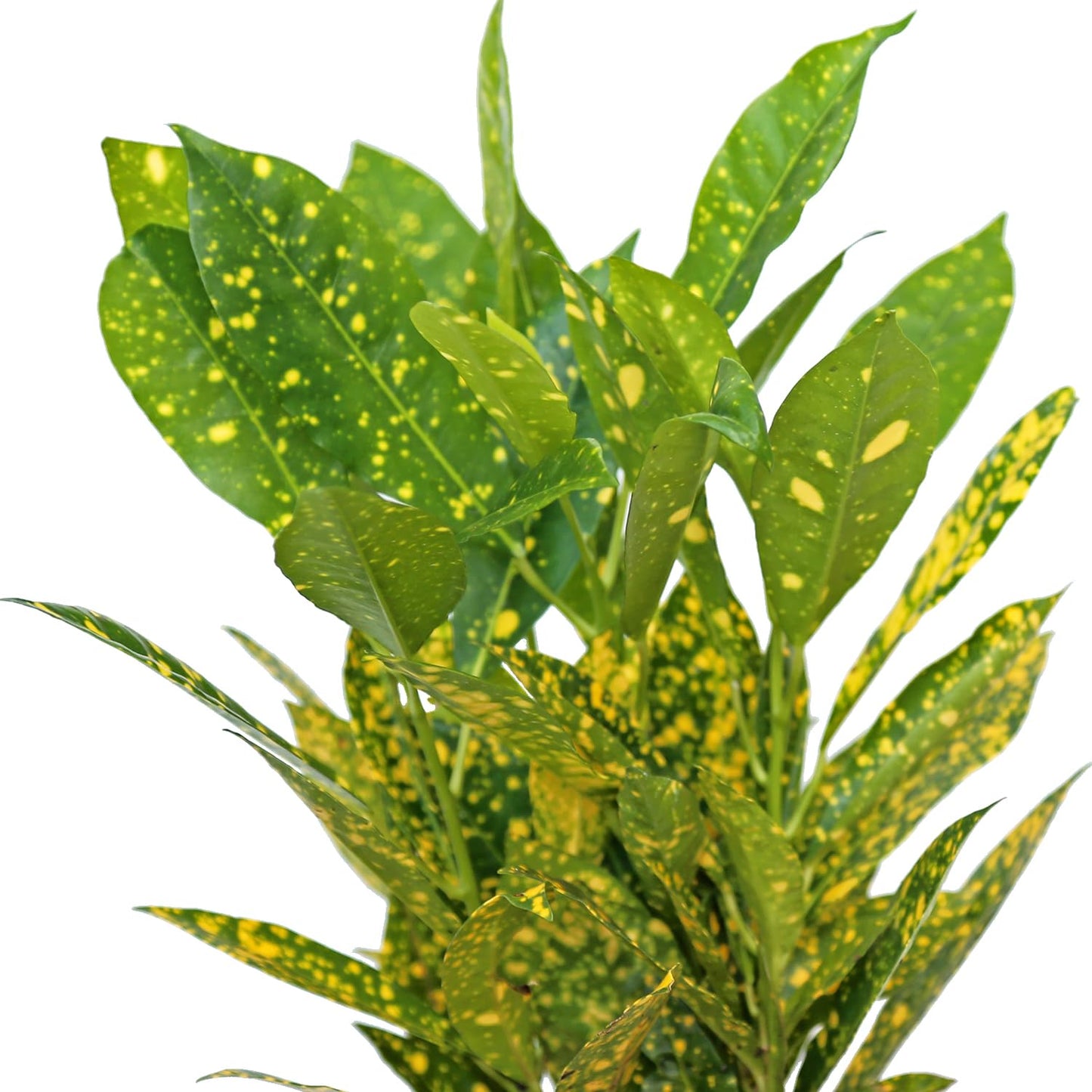4 Pack Live Croton Gold Dust, Indoor Potted Houseplant, Housewarming Gift, Plant Lover Gift, Christmas Gift, Birthday Gift, Office Plant in 4" Pot