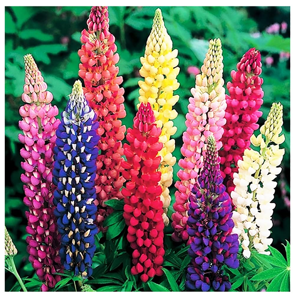 Marde Ross & Company Russell Lupine Seeds Perennial - Grows 40" Tall - Perennial Wildflowers for Winter & Fall Planting - Grown in the USA - 100 Mixed Russell Lupine Seeds