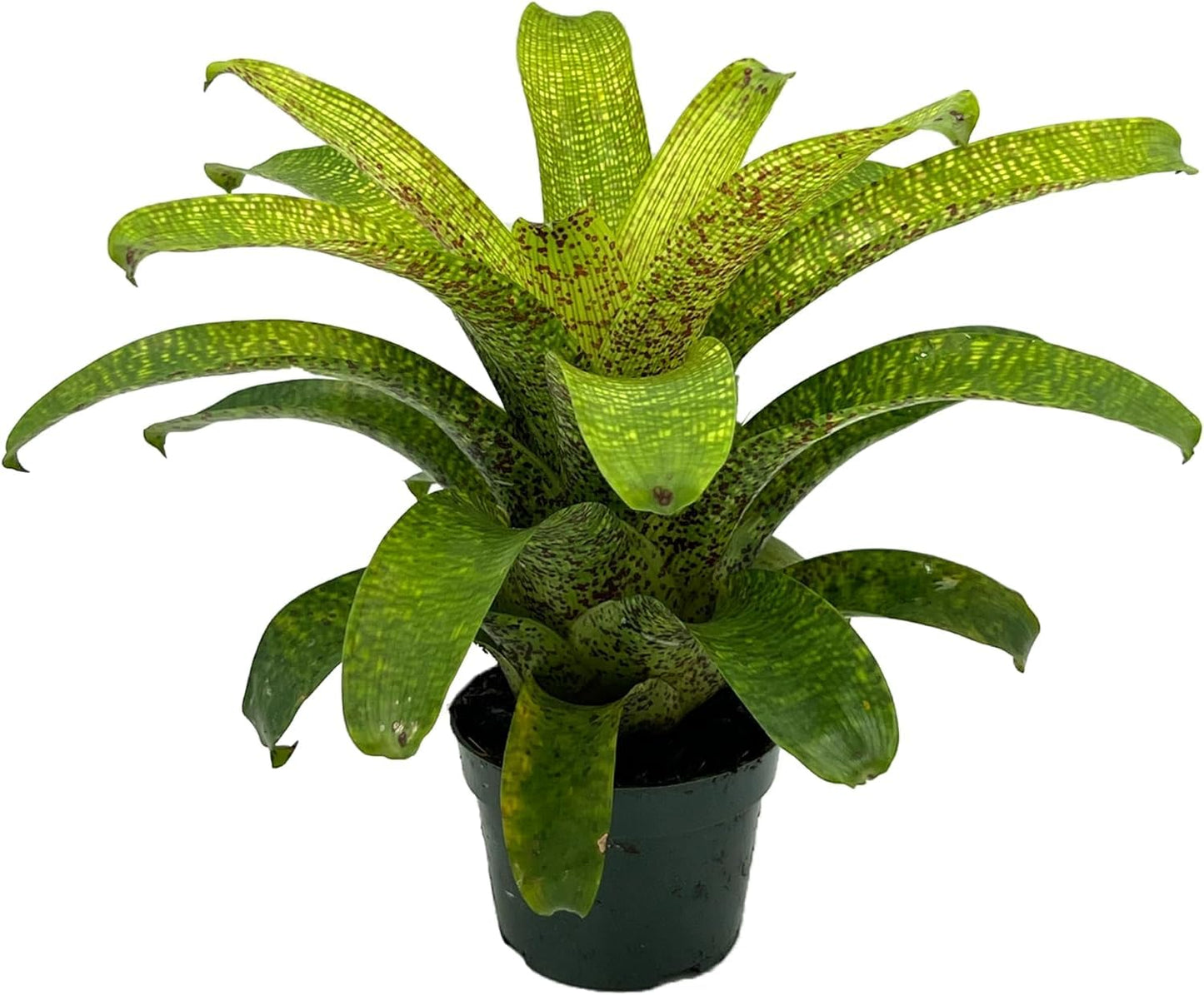 ragnaroc Live Plants – Bromeliad Vrisea Fenestralis, 4-8" 2" Plug - 1ct - Live Arrival Guaranteed - House Plants for Home Decor & Gift