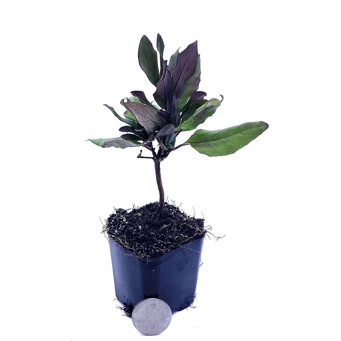 Honeysuckle Live Plant Lonicera Japonica One Starter Plant in 2" Pot | California Grown | Zones: 4–9