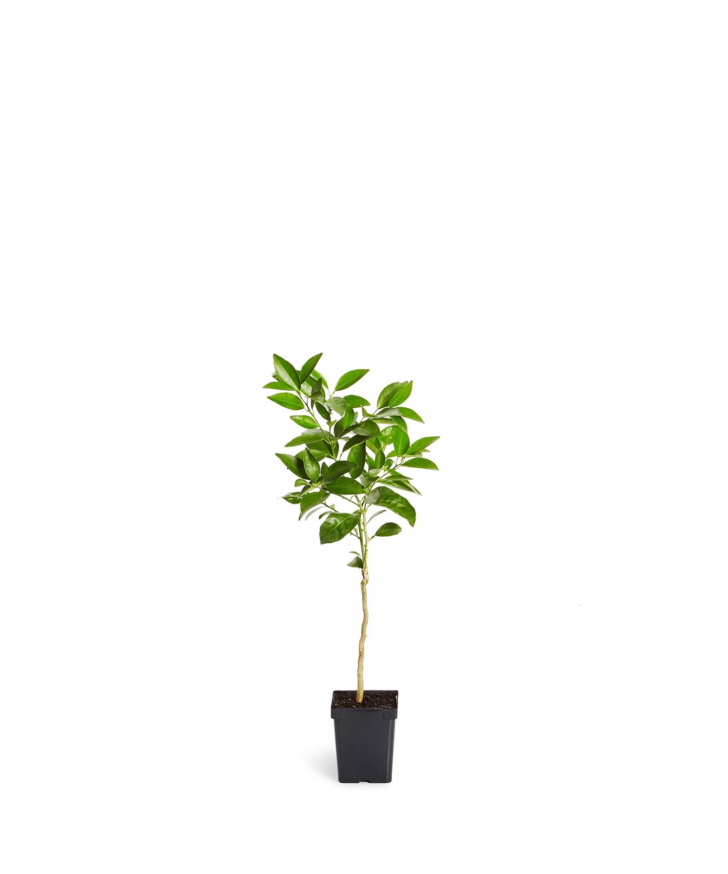 Brighter Blooms - Blood Orange Tree, 1-2 ft. - No Shipping to AK, AL, AZ, CA, FL, GA, HI, LA, MS, OR, TX