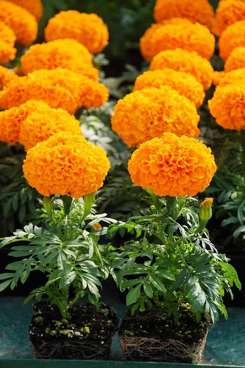 Pack of 3 Live African Marigold Plants, 4-Inch Pots, Golden Orange Blooms, Outdoor, California Delivery