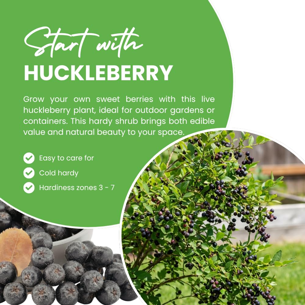 Huckleberry Plant Live, Huckleberry Bushes Live Plant, 5 Inches Pot, 4-6 Inc Tall, Sweet Edible Berries, Hardy Fruit Shrubs for Patio and Outdoor Garden