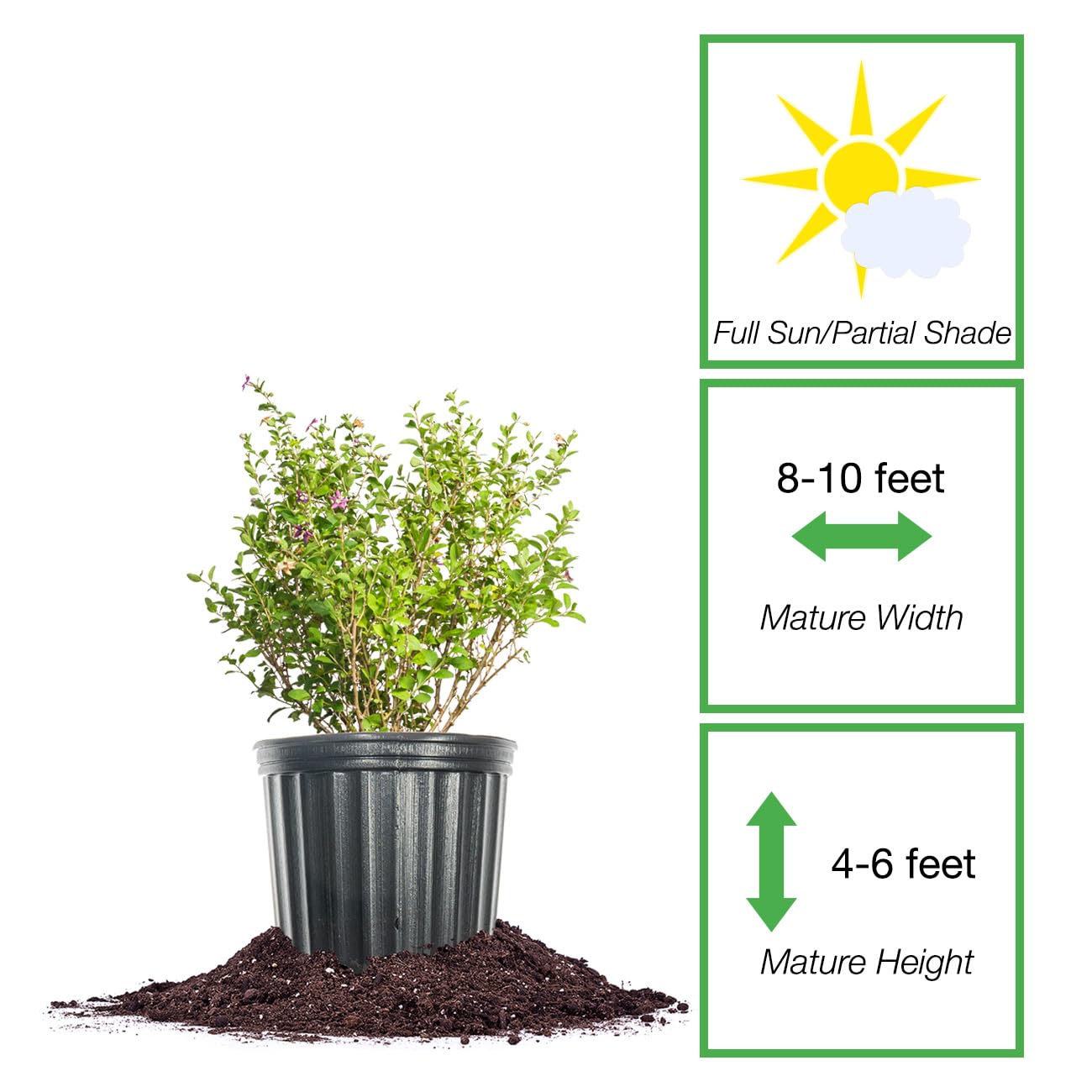 Perfect Plants Goji Berry Bush in 1 Gallon Grower's Pot | Delicious Wolfberry for Outdoor Planting | Fresh Antioxidant Packed Fruits | Fully Mature for Home Gardens