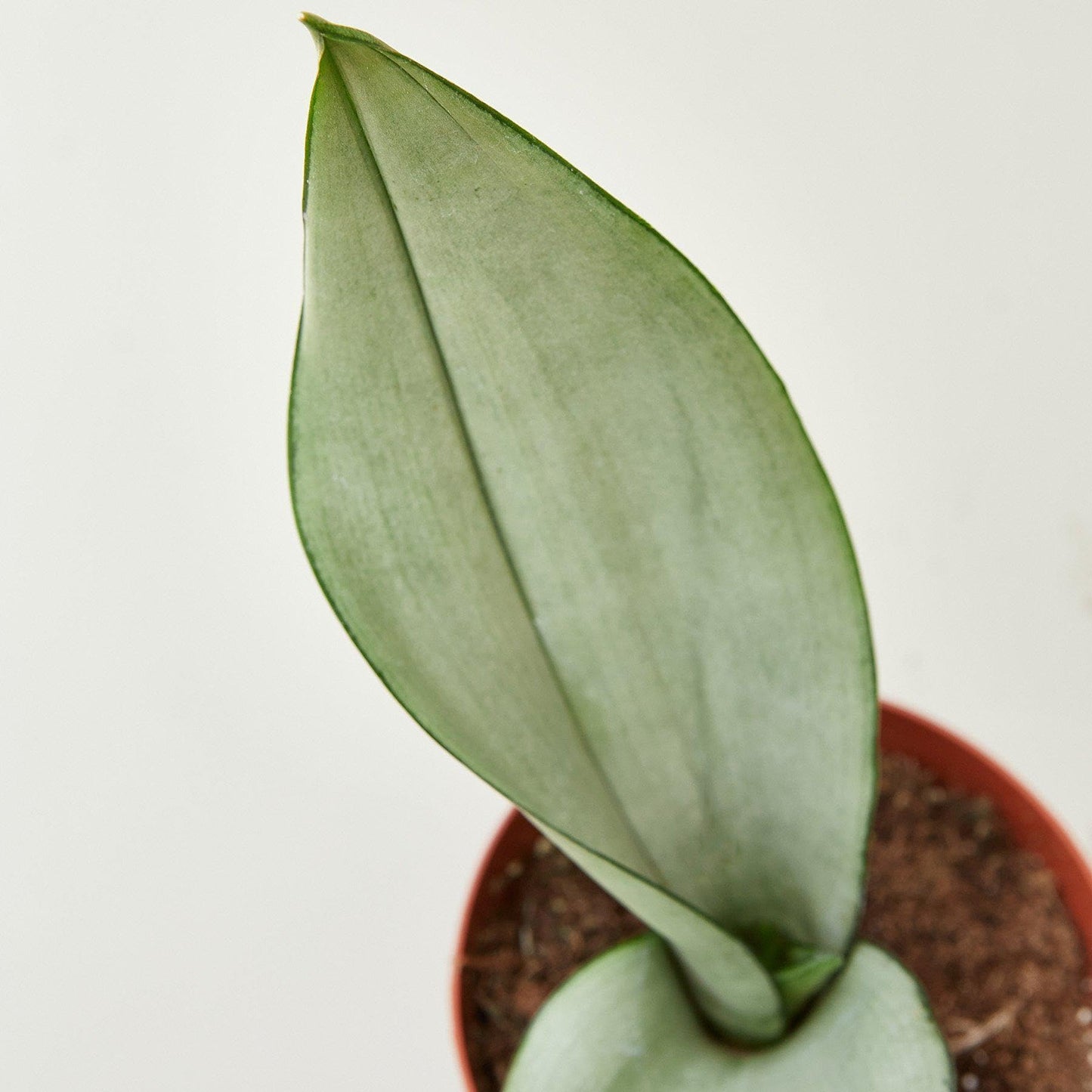 Snake Plant Moonshine | Live Plant for Indoor & Outdoor | for Living Room, Office, Bathroom | (4" Pot)