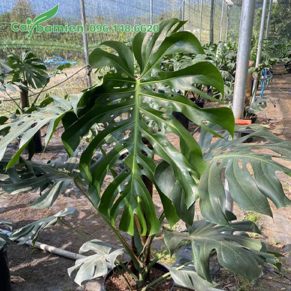 Philodendron Plant Live, Rare Tropical Variegated Live Indoor Houseplant, Starter Plants No Pot, 5-9" in Tall (Monstera Deliciosa)