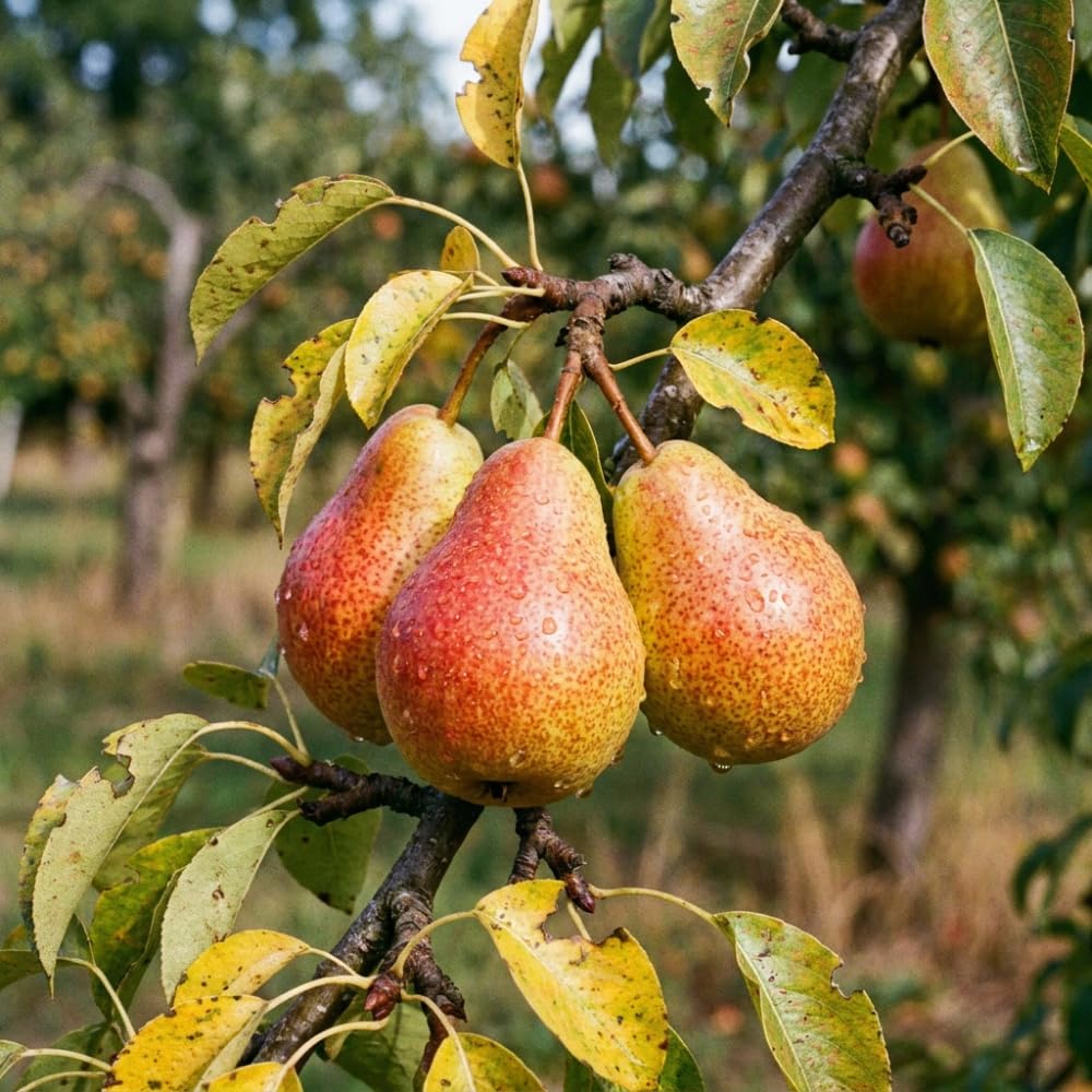 Pear Tree Live Plant, Pear Plant Live, 8-12 Inc Tall, Sweet Fruit Tree for Patio or Indoor, Outdoor Garden