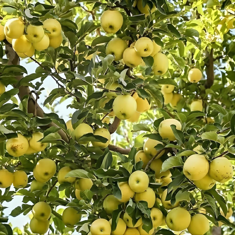 Golden Delicious Apple Plant Live, Sweet Apple Plant in 3 Gal, 3-4 Feet Tall, Apple Fruit Tree Outdoor Garden, No Ship to CA