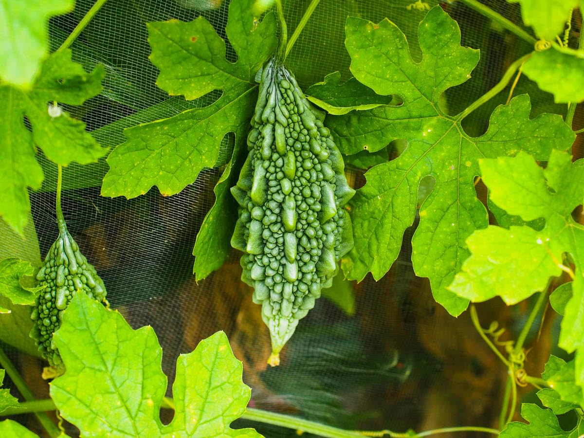 40 Bitter Gourd Seeds for Planting, High-Germination Indian Bitter Melon, Non-GMO Seeds for Home & Garden, Ideal for Outdoor Growing