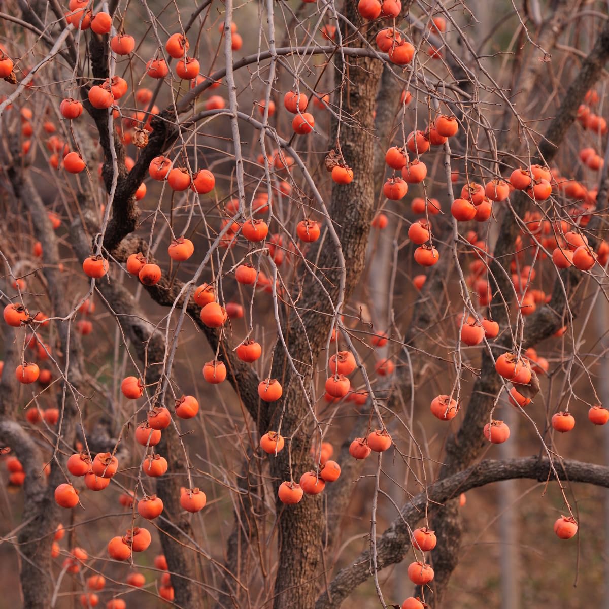 Persimmon Tree Live Plant, 6-12 Inch Tall Plant Well Rooted in Quart Pot, 1 Year Old, Dormant in Winter