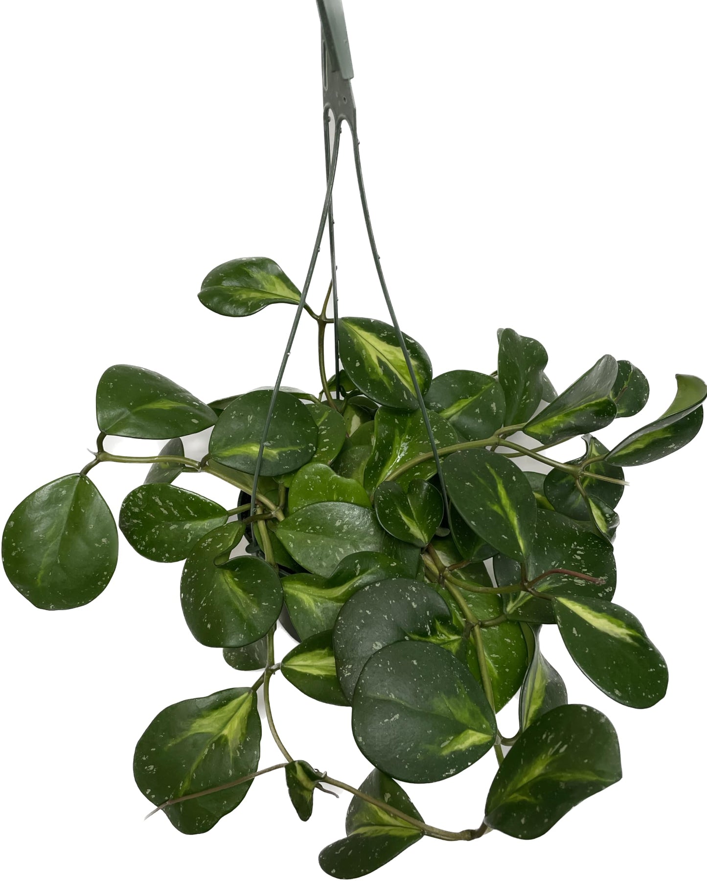 Variegated Hoya Obovata Spalsh Available in 2" Pot, 4" Pot, and 6" Hanging Pot - Hoya Live Plants Live Houseplants - California Seller (4" Pot, 2 Plants(stem))