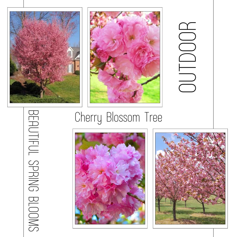 Cherry Blossom Tree Live Plant, 8-12" Tall, Ornamental Flowers for Outdoor Planting, in Pot (Double Pink Cherry)